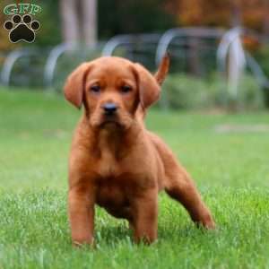 Jimbo, Fox Red Labrador Retriever Puppy