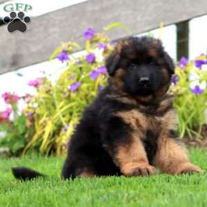 Jimbo-Longhaired, German Shepherd Puppy