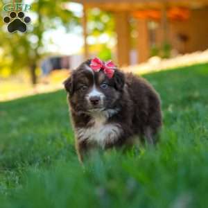 Jinx, Miniature Australian Shepherd Puppy