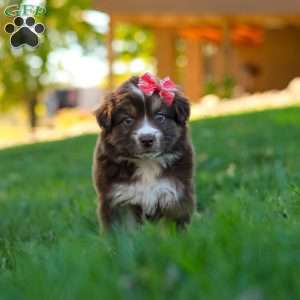 Jinx, Miniature Australian Shepherd Puppy