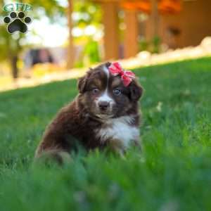 Jinx, Miniature Australian Shepherd Puppy
