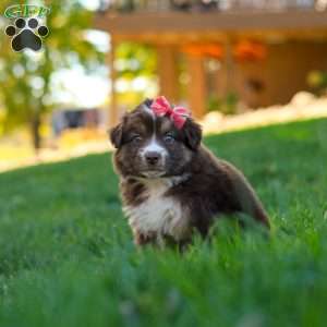Jinx, Miniature Australian Shepherd Puppy
