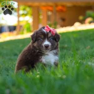 Jinx, Miniature Australian Shepherd Puppy