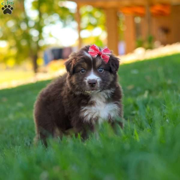 Jinx, Miniature Australian Shepherd Puppy