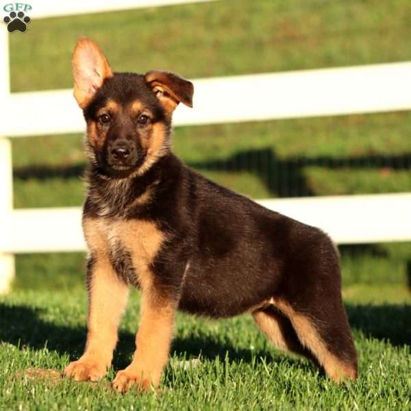 Jodi, German Shepherd Puppy