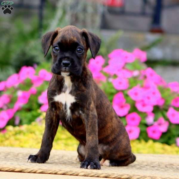 Jodi, Boxer Puppy