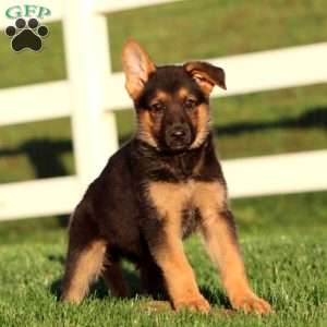 Jodi, German Shepherd Puppy