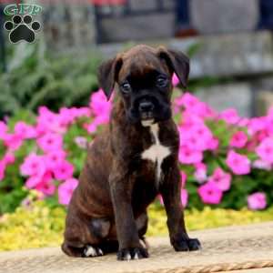 Jodi, Boxer Puppy