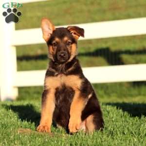 Jodi, German Shepherd Puppy