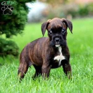 Jodi, Boxer Puppy