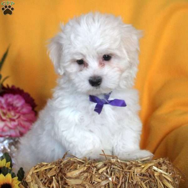 Joel, Maltese Puppy