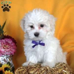 Joel, Maltese Puppy