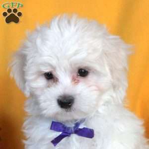 Joel, Maltese Puppy