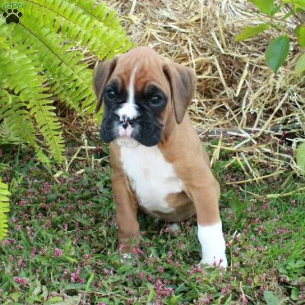 Joey, Boxer Puppy