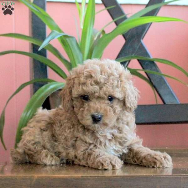 Joey, Cavapoo Puppy
