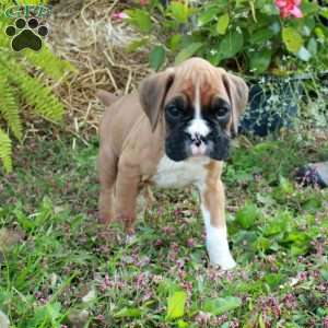 Joey, Boxer Puppy