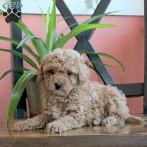 Joey, Cavapoo Puppy