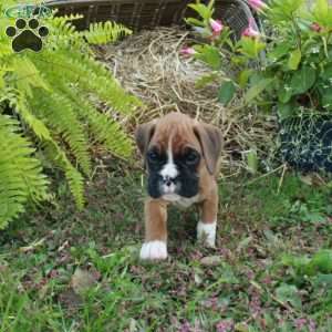 Joey, Boxer Puppy