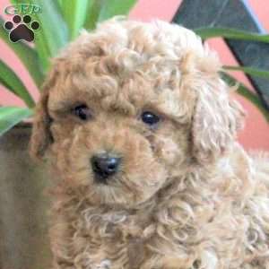 Joey, Cavapoo Puppy