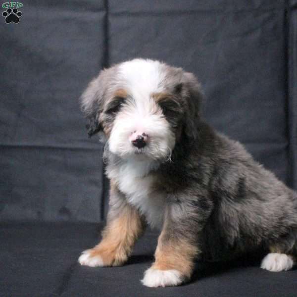 Jonah, Mini Bernedoodle Puppy