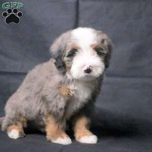 Jonah, Mini Bernedoodle Puppy