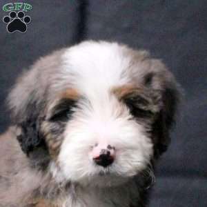 Jonah, Mini Bernedoodle Puppy