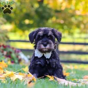 Johnny, Miniature Schnauzer Puppy