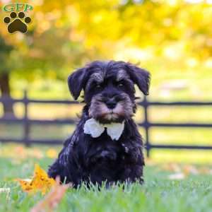 Johnny, Miniature Schnauzer Puppy