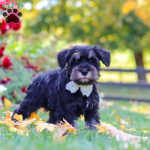 Johnny, Miniature Schnauzer Puppy