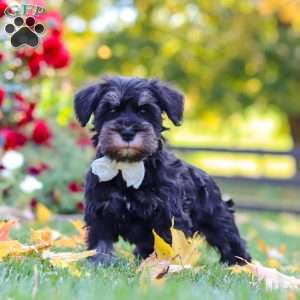 Johnny, Miniature Schnauzer Puppy