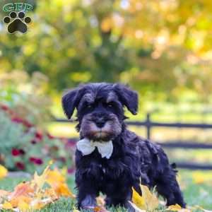 Johnny, Miniature Schnauzer Puppy