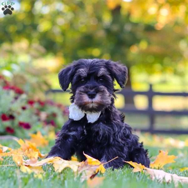 Johnny, Miniature Schnauzer Puppy