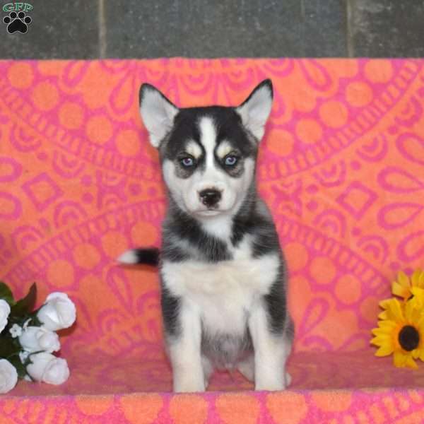 Jordan, Pomsky Puppy