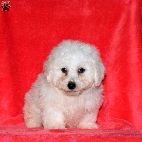 Jordan, Bichon Frise Puppy
