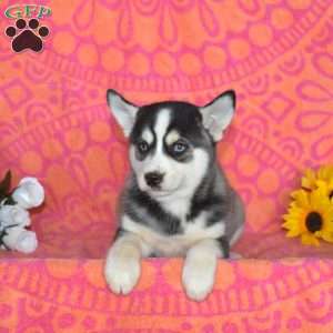 Jordan, Pomsky Puppy