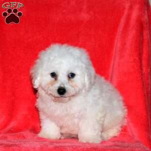 Jordan, Bichon Frise Puppy