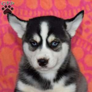 Jordan, Pomsky Puppy