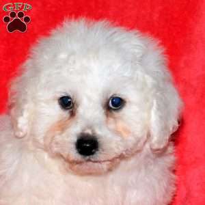 Jordan, Bichon Frise Puppy