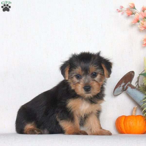 Jordyn, Yorkie Puppy