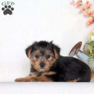 Jordyn, Yorkie Puppy