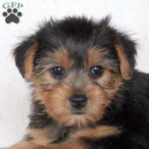 Jordyn, Yorkie Puppy