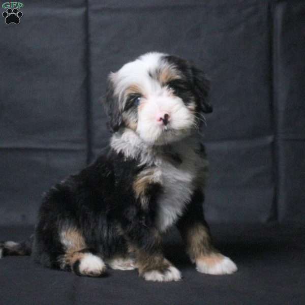 Josephine, Mini Bernedoodle Puppy
