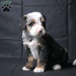 Josephine, Mini Bernedoodle Puppy