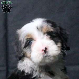 Josephine, Mini Bernedoodle Puppy