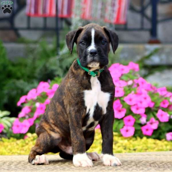 Josh, Boxer Puppy