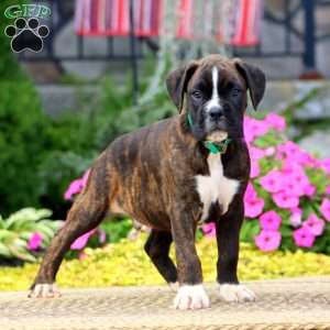 Josh, Boxer Puppy