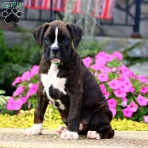Josh, Boxer Puppy
