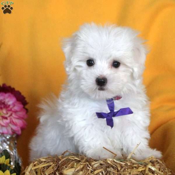 Joshua, Maltese Puppy