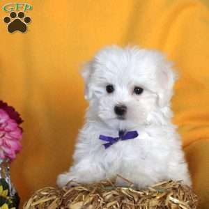 Joshua, Maltese Puppy