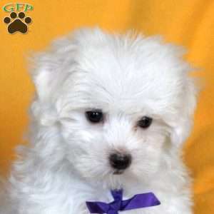 Joshua, Maltese Puppy